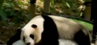 Chimelong Safari Park